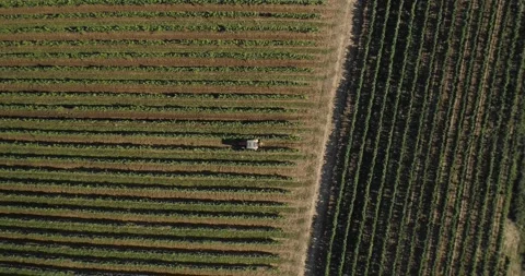 Aerial view: Tractor works the grape field. Amazing flying over the grape fields Stockbeeldmateriaal 156458702