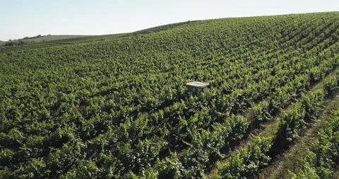 Aerial view: Tractor works the grape field. Amazing flying over the grape fields Stockbeeldmateriaal 156459372