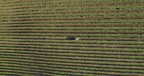 Aerial view: Tractor works the grape field. Amazing flying over the grape fields Stockbeeldmateriaal 163596366