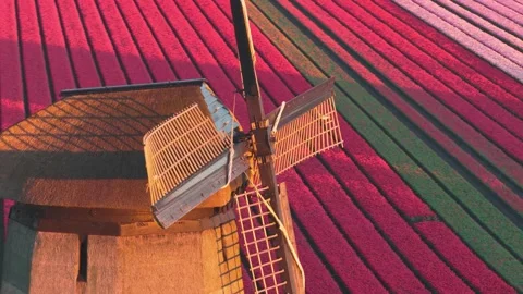 Aerial view of a traditional windmill and red tulip fields, Netherlands. Stock Footage 334166231
