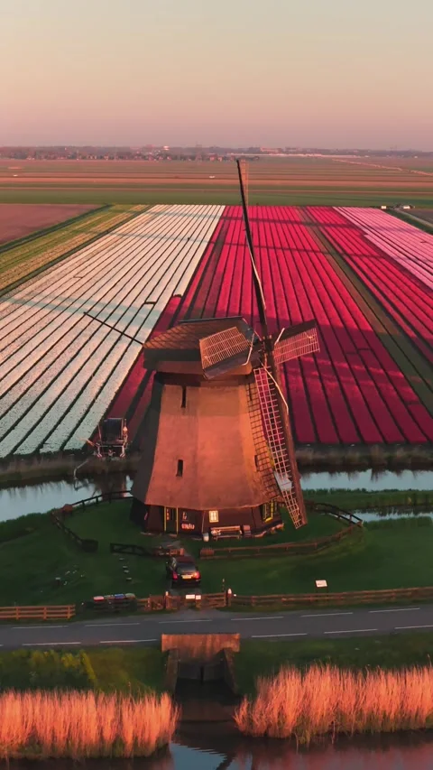 Aerial view of a traditional windmill and vibrant tulip fields, Netherlands. Stock Footage 334166265