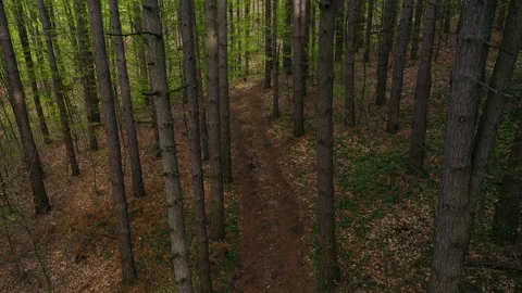 Aerial view to a trail in the forest 스톡 동영상 240076440