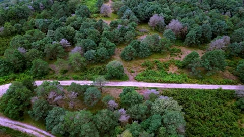 Aerial view of a trail runner descending Stock Footage 293314087