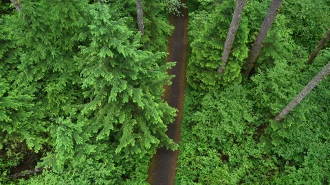 Aerial View of a Trail Through a Lush Pacific Northwest Forest Stock Footage 338186612