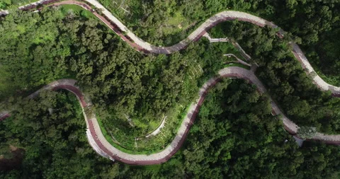 Aerial view of trails in forest Stock Footage 132223942