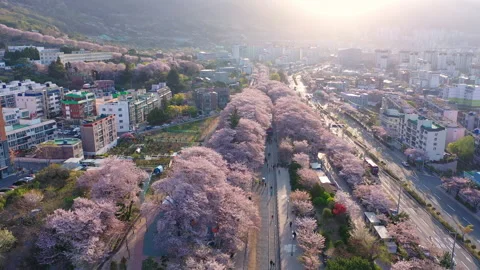 Aerial view Train and cherry blossom at Jinhae,South Korea. Vídeos de archivo 232007731