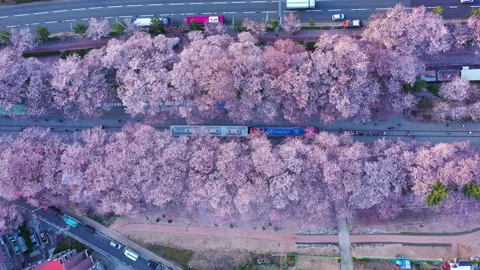Aerial view Train and cherry blossom at Jinhae, South Korea. Vídeos de archivo 232008062