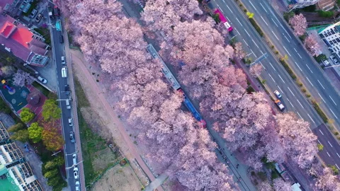 Aerial view Train and cherry blossom at Jinhae,South Korea. Vídeos de archivo 232008112