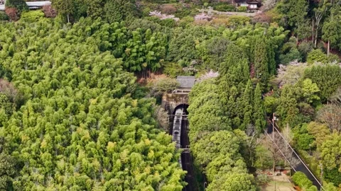 Aerial view of a train entering tunnel surrounded by lush green bamboo fore.. Stock Footage 339441276