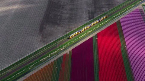 Aerial view of train line winding between colorful flower fields, Netherlands Stock Footage 313165445