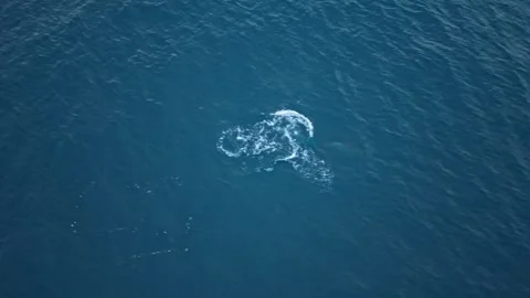 Aerial View of Tranquil Ecuadorian Ocean with dolphin: Perfect for Adventurers Stock Footage 331972984