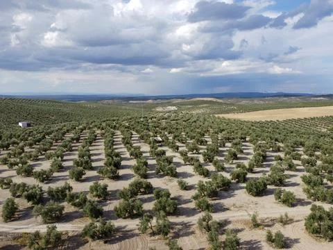 Aerial View of Tranquil Olive Trees with Dramatic Cloudscape Stock Photos