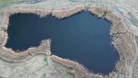 Aerial view of tranquil pond surrounded by lush reeds and grassy terrain Stock Footage 321404206