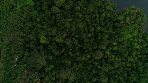 Aerial view. A transition between rain forest and a man made dam. Vídeos de archivo 83468547