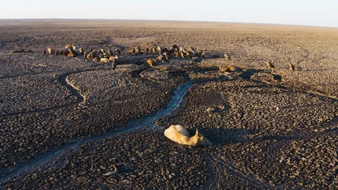Aerial view of trapped cows in mud due to drought and climate change Stock Footage 118250588