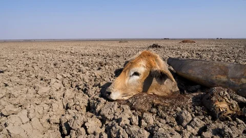 Aerial view of trapped cows in mud due to drought and climate change Stock Footage 118251137