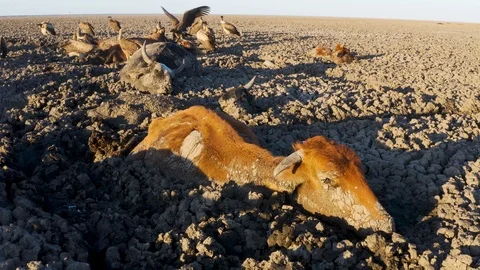 Aerial view of trapped cows in mud due to drought and climate change Video stock 118251203