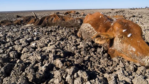 Aerial view of trapped cows in mud due to drought and climate change Stock Footage 118251702