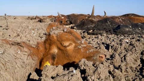 Aerial view of trapped cows in mud due to drought and climate change Stock Footage 118251827