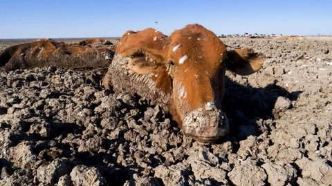 Aerial view of trapped cows in mud due to drought and climate change Stock Footage 118251832