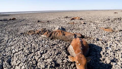Aerial view of trapped cows in mud due to drought and climate change Stock Footage 118251871
