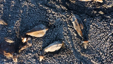 Aerial view of trapped cows in mud due to drought and climate change Stock-Footage 118252262