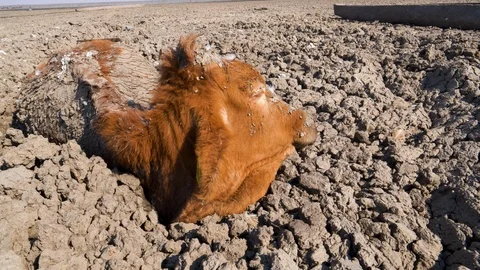Aerial view of trapped cows in mud due to drought and climate change Stock Footage 118252300