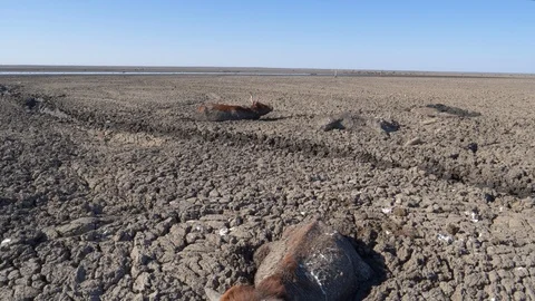 Aerial view of trapped cows in mud due to drought and climate change Stock Footage 118252586