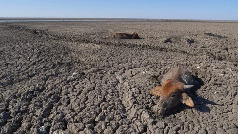 Aerial view of trapped cows in mud due to drought and climate change Stock Footage 118252600
