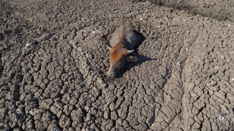  Aerial view of trapped cows in mud due to drought and climate change Stock Footage 118252956