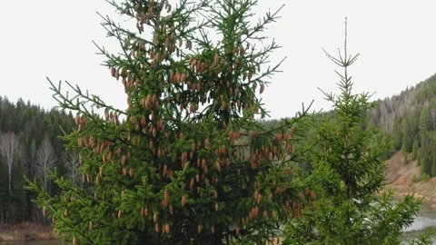 Aerial view of a tree against the background of a river and forest Stock Footage 146472873