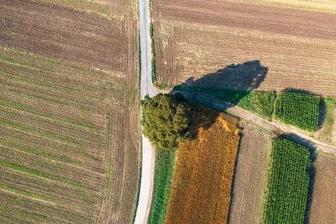 Aerial view of a tree and empty fields Stock Photos