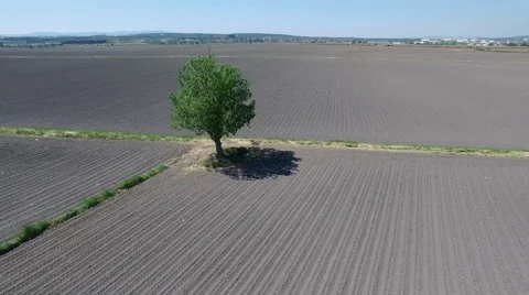 Aerial View of A Tree and Fields, 4K Clip 스톡 동영상 62937678