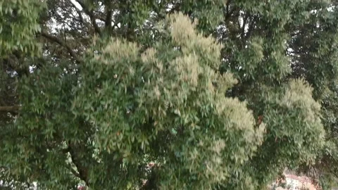 Aerial view of a tree and fields in the mountains 動画素材 126824786