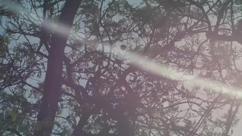 Aerial view of tree branches with sunlight and lens flare Stock Footage 341314943