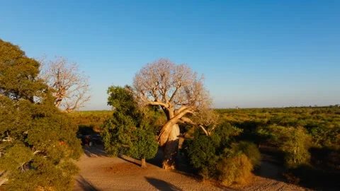 Aerial view of a tree canopy in the iconic Avenue of the Baobabs in the heart of 스톡 동영상 308398117