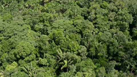 Aerial view of the tree canopy of a tropical forest with many palm trees Stock Footage 169943562