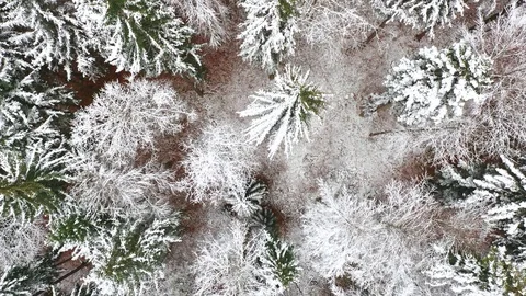 Aerial view of tree crowns covered with snow Видео 121127860