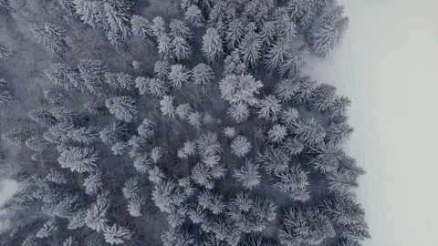 Aerial view of tree crowns in winter forest during heavy snowfall. Stock Footage 301648273