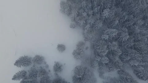 Aerial view of tree crowns in winter forest during heavy snowfall. Stock-Footage 301648469