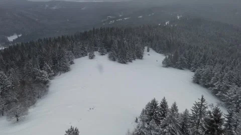 Aerial view of tree crowns in winter forest during snowfall. 動画素材 302578049
