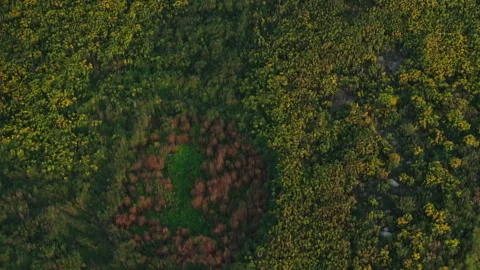 Aerial view of tree decay in circular forest patch on remote Lake Huron island Vídeos de archivo 308348820