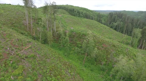 Aerial view of tree farm forest Olympic Peninsula Wa. State 動画素材 64131157