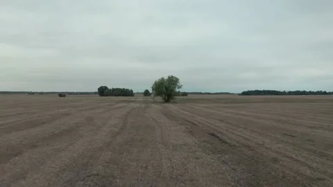 Aerial view of tree in field. Drone landscape in field Stock Footage 167762335