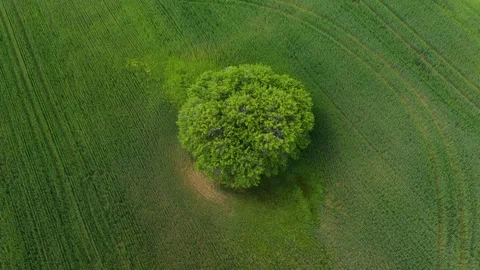 Aerial view to a tree in a field of wheat 스톡 동영상 241358789