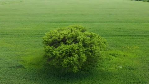 Aerial view to a tree in a field of wheat 動画素材 241358852
