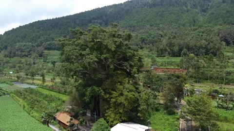 Aerial view of tree Stock Footage 229370887