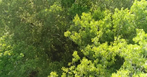 Aerial View Of  Tree Forest Stock Footage 83129853