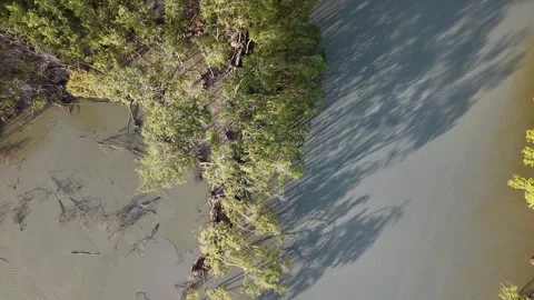 Aerial view of tree with green leaves casting shadow on calm river water Stock Footage 339840867