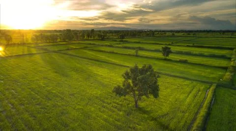 Aerial view tree on greenfield Stock Photos